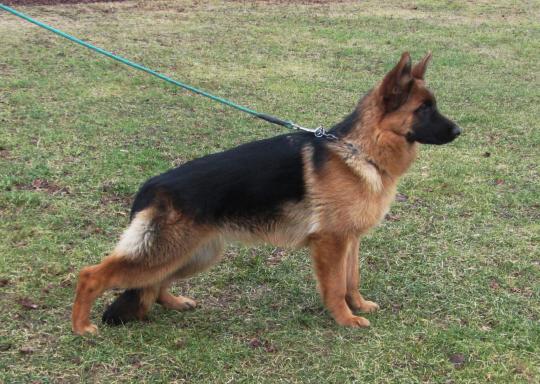 XARA